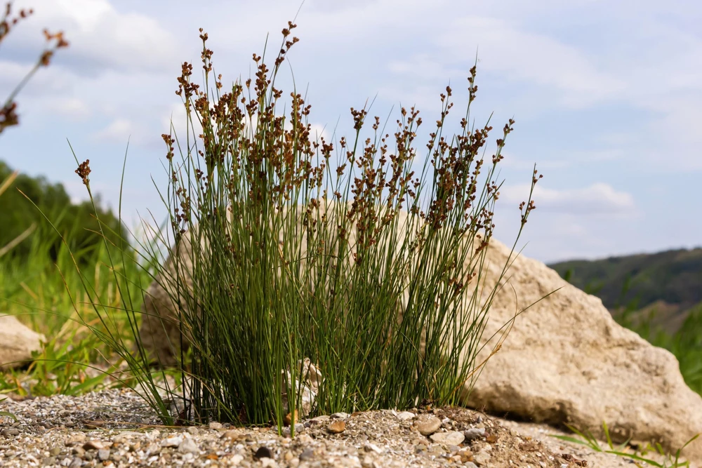 1000 Soft Rush (Juncus Effusus) Ornamental Grass Seeds - Hardy Zones 4-10 - Image 1