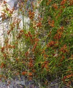1000 Soft Rush (Juncus Effusus) Ornamental Grass Seeds - Hardy Zones 4-10 - Image 2