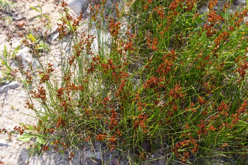 1000 Soft Rush (Juncus Effusus) Ornamental Grass Seeds - Hardy Zones 4-10 - Image 2