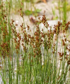 1000 Soft Rush (Juncus Effusus) Ornamental Grass Seeds - Hardy Zones 4-10 - Image 3