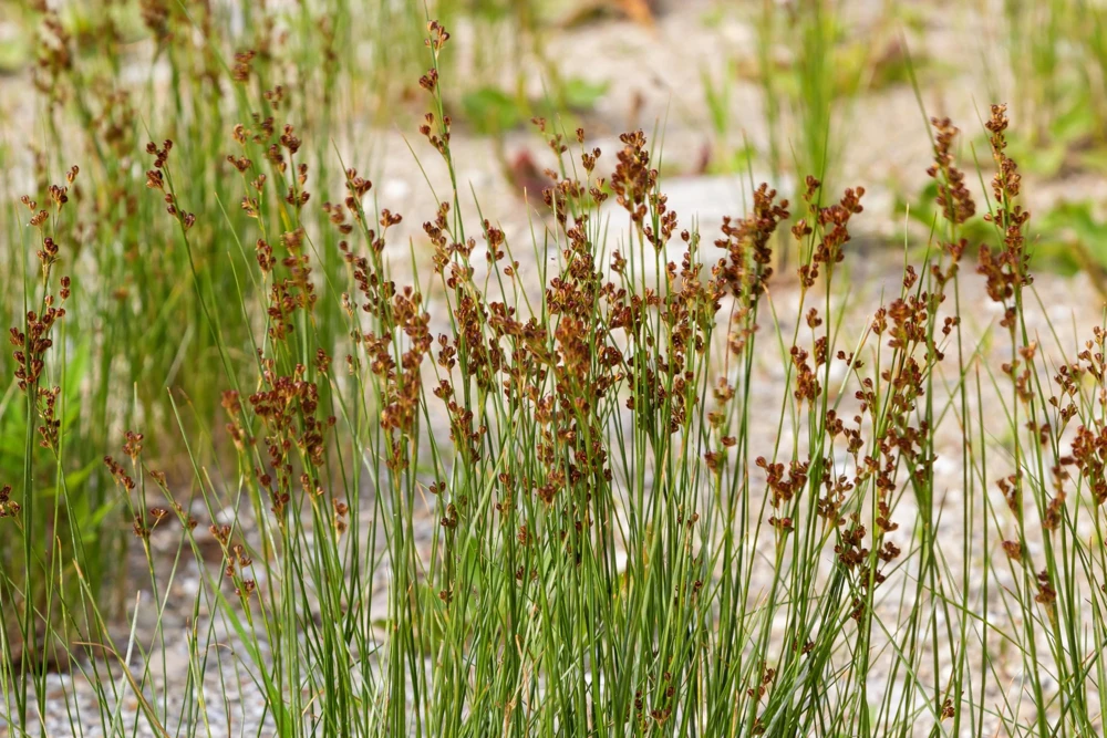 1000 Soft Rush (Juncus Effusus) Ornamental Grass Seeds - Hardy Zones 4-10 - Image 3