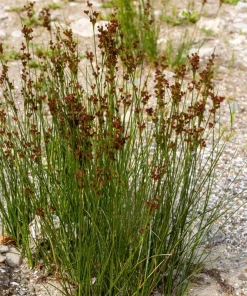 1000 Soft Rush (Juncus Effusus) Ornamental Grass Seeds - Hardy Zones 4-10 - Image 4