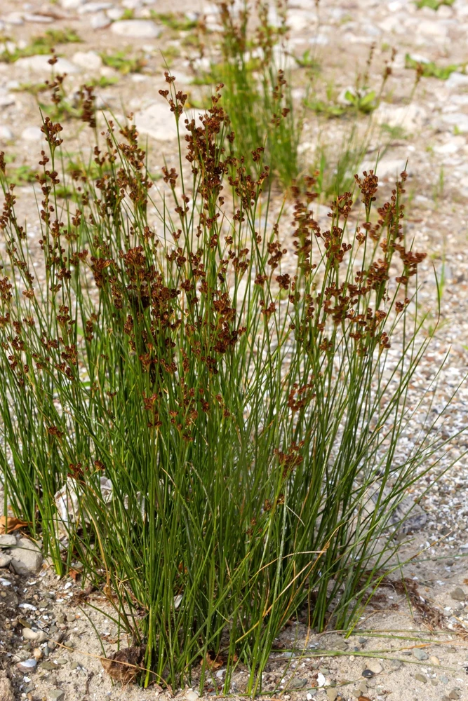 1000 Soft Rush (Juncus Effusus) Ornamental Grass Seeds - Hardy Zones 4-10 - Image 4