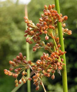 1000 Soft Rush (Juncus Effusus) Ornamental Grass Seeds - Hardy Zones 4-10 - Image 5