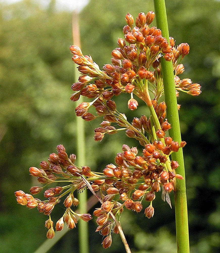 1000 Soft Rush (Juncus Effusus) Ornamental Grass Seeds - Hardy Zones 4-10 - Image 5