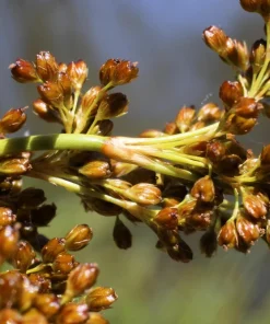 1000 Soft Rush (Juncus Effusus) Ornamental Grass Seeds - Hardy Zones 4-10 - Image 6
