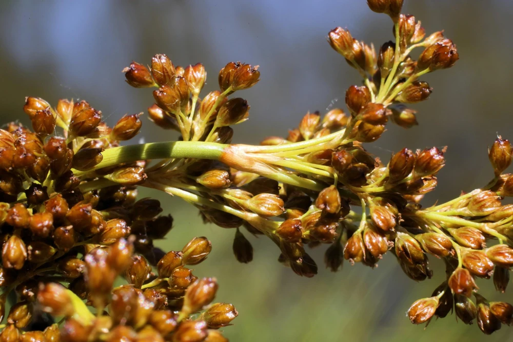 1000 Soft Rush (Juncus Effusus) Ornamental Grass Seeds - Hardy Zones 4-10 - Image 6