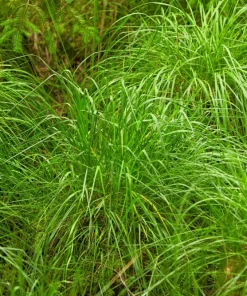 1000 Soft Rush (Juncus Effusus) Ornamental Grass Seeds - Hardy Zones 4-10 - Image 8