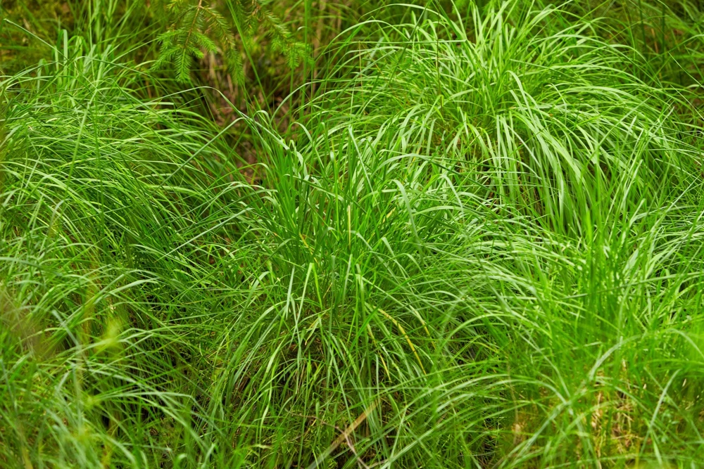 1000 Soft Rush (Juncus Effusus) Ornamental Grass Seeds - Hardy Zones 4-10 - Image 8