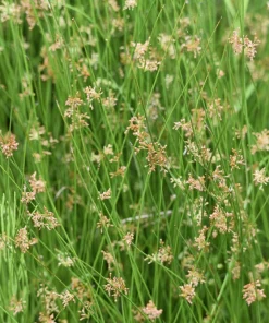 1000 Soft Rush (Juncus Effusus) Ornamental Grass Seeds - Hardy Zones 4-10 - Image 9