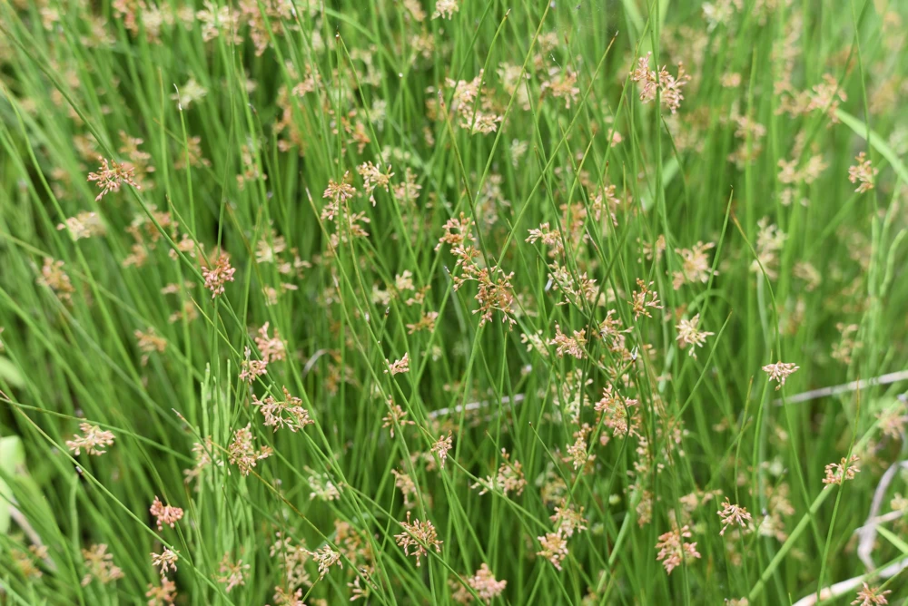 1000 Soft Rush (Juncus Effusus) Ornamental Grass Seeds - Hardy Zones 4-10 - Image 9