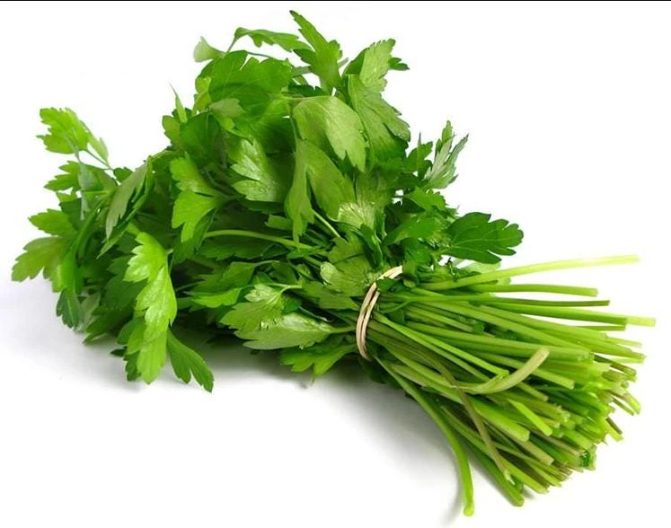 1000 Vietnamese Large Leaf Coriander Seeds - Cilantro Seeds for Planting - Image 2