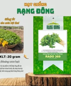 1000 Vietnamese Large Leaf Coriander Seeds - Cilantro Seeds for Planting - Image 3