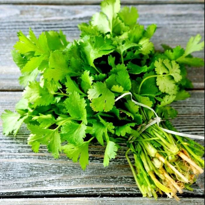 1000 Vietnamese Large Leaf Coriander Seeds - Cilantro Seeds for Planting - Image 4