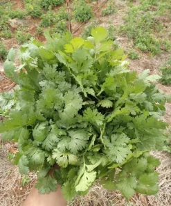 1000 Vietnamese Large Leaf Coriander Seeds - Cilantro Seeds for Planting - Image 5