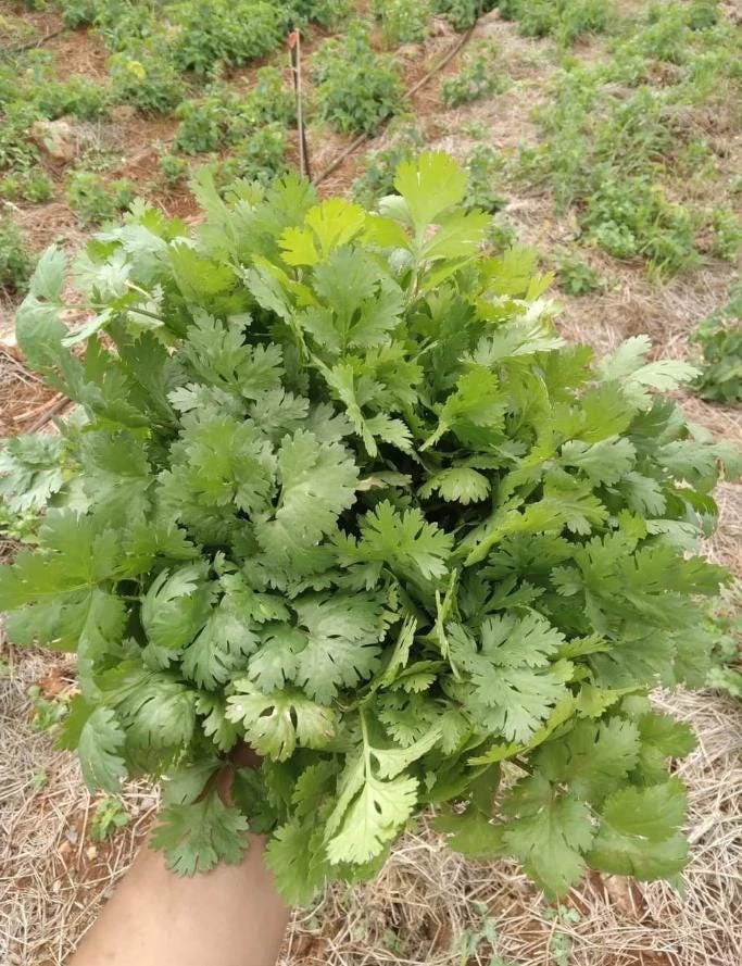 1000 Vietnamese Large Leaf Coriander Seeds - Cilantro Seeds for Planting - Image 5