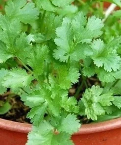 1000 Vietnamese Large Leaf Coriander Seeds - Cilantro Seeds for Planting - Image 6