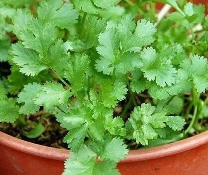 1000 Vietnamese Large Leaf Coriander Seeds - Cilantro Seeds for Planting - Image 6