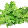 1000 Vietnamese Large Leaf Coriander Seeds - Cilantro Seeds for Planting - Image 1