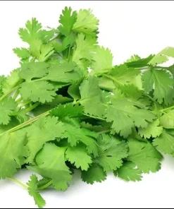 1000 Vietnamese Large Leaf Coriander Seeds - Cilantro Seeds for Planting - Image 1