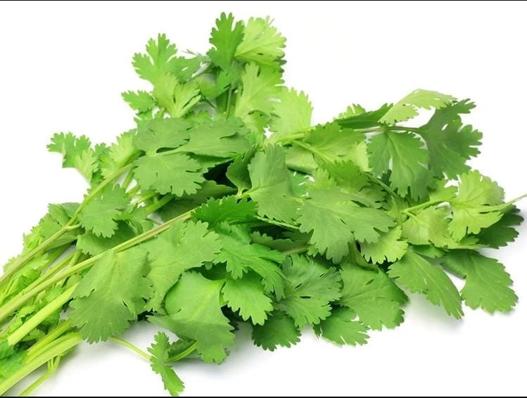 1000 Vietnamese Large Leaf Coriander Seeds - Cilantro Seeds for Planting - Image 1