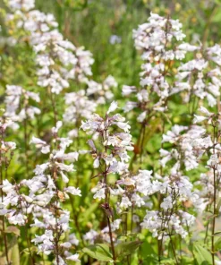 1000 White Foxglove Beardtongue Penstemon Flower Seeds 24-60" Tall - Image 2