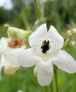 1000 White Foxglove Beardtongue Penstemon Flower Seeds 24-60