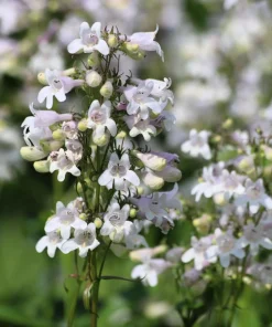 1000 White Foxglove Beardtongue Penstemon Flower Seeds 24-60
