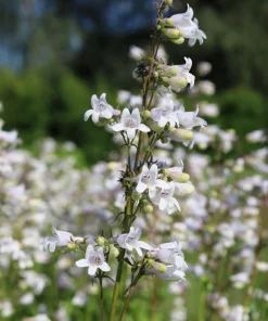 1000 White Foxglove Beardtongue Penstemon Flower Seeds 24-60