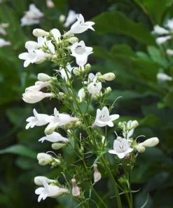 1000 White Foxglove Beardtongue Penstemon Flower Seeds 24-60