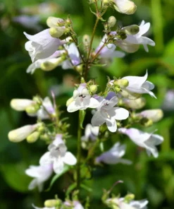 1000 White Foxglove Beardtongue Penstemon Flower Seeds 24-60