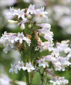 1000 White Foxglove Beardtongue Penstemon Flower Seeds 24-60