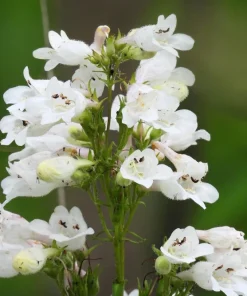 1000 White Foxglove Beardtongue Penstemon Flower Seeds 24-60