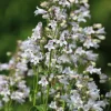 1000 White Foxglove Beardtongue Penstemon Flower Seeds 24-60" Tall - Image 1