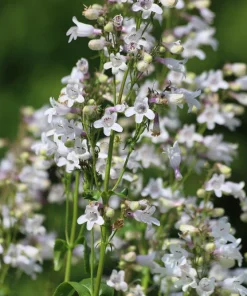 1000 White Foxglove Beardtongue Penstemon Flower Seeds 24-60" Tall - Image 1