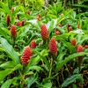 12 Awapuhi Shampoo Ginger Rhizomes - Zingiber Zerumbet Pinecone Roots Outdoor - Image 1