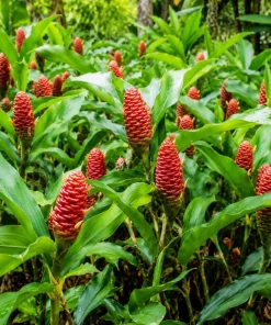 12 Awapuhi Shampoo Ginger Rhizomes - Zingiber Zerumbet Pinecone Roots Outdoor - Image 1