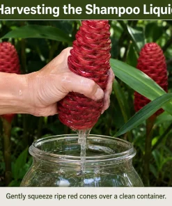 12 Awapuhi Shampoo Ginger Rhizomes - Zingiber Zerumbet Pinecone Roots Outdoor - Image 4