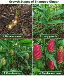 12 Awapuhi Shampoo Ginger Rhizomes - Zingiber Zerumbet Pinecone Roots Outdoor - Image 6