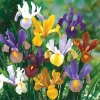 12 Dutch Iris Beauty Mixture Flower Bulbs - Multicolor Perennial Outdoor - Image 1