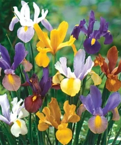 12 Dutch Iris Beauty Mixture Flower Bulbs - Multicolor Perennial Outdoor - Image 1