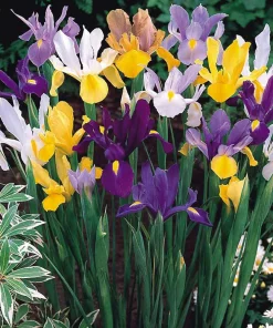 12 Dutch Iris Beauty Mixture Flower Bulbs - Multicolor Perennial Outdoor - Image 3