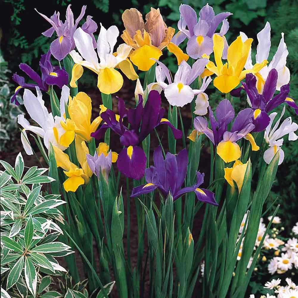 12 Dutch Iris Beauty Mixture Flower Bulbs - Multicolor Perennial Outdoor - Image 3
