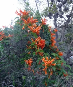 12 Orange Trumpet Vine Cuttings 6-10 Inches – Live Plant – Outdoor Hummingbird Vine - Image 2