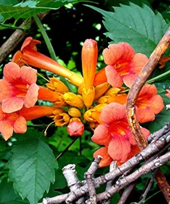 12 Orange Trumpet Vine Cuttings 6-10 Inches – Live Plant – Outdoor Hummingbird Vine - Image 3