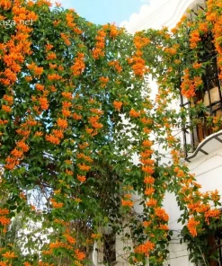 12 Orange Trumpet Vine Cuttings 6-10 Inches – Live Plant – Outdoor Hummingbird Vine - Image 4