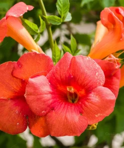 12 Orange Trumpet Vine Cuttings 6-10 Inches – Live Plant – Outdoor Hummingbird Vine - Image 1