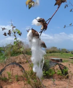 12 White Cotton Seeds for Planting – Easy Grow Cotton Plant Seeds - Image 3