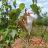 12 White Cotton Seeds for Planting – Easy Grow Cotton Plant Seeds - Image 1