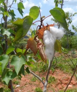 12 White Cotton Seeds for Planting – Easy Grow Cotton Plant Seeds - Image 1